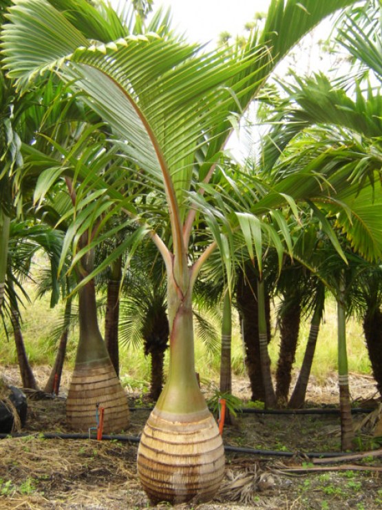 Bottle Palm 1